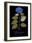 Hydrangea-Mindy Sommers-Framed Giclee Print