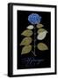 Hydrangea-Mindy Sommers-Framed Giclee Print