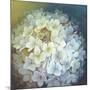 Hydrangea-Lisa Audit-Mounted Giclee Print