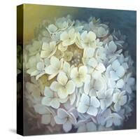 Hydrangea-Lisa Audit-Stretched Canvas