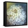 Hydrangea-Lisa Audit-Framed Stretched Canvas