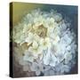 Hydrangea-Lisa Audit-Stretched Canvas