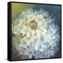 Hydrangea-Lisa Audit-Framed Stretched Canvas