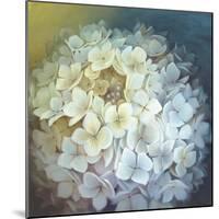 Hydrangea-Lisa Audit-Mounted Giclee Print