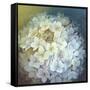 Hydrangea-Lisa Audit-Framed Stretched Canvas