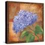 Hydrangea-Fiona Stokes-Gilbert-Stretched Canvas