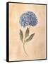 Hydrangea-Virginia Huntington-Framed Stretched Canvas