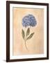 Hydrangea-Virginia Huntington-Framed Art Print