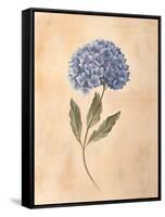 Hydrangea-Virginia Huntington-Framed Stretched Canvas