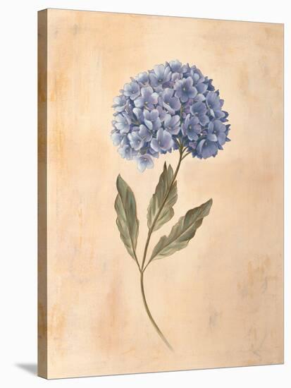 Hydrangea-Virginia Huntington-Stretched Canvas