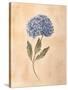 Hydrangea-Virginia Huntington-Stretched Canvas