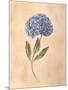 Hydrangea-Virginia Huntington-Mounted Art Print