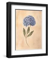 Hydrangea-Virginia Huntington-Framed Art Print