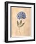 Hydrangea-Virginia Huntington-Framed Art Print