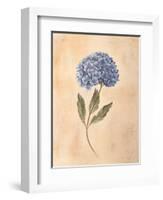 Hydrangea-Virginia Huntington-Framed Art Print