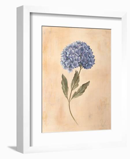 Hydrangea-Virginia Huntington-Framed Art Print