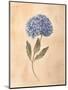 Hydrangea-Virginia Huntington-Mounted Art Print