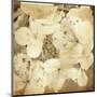 Hydrangeas 1-Dawne Polis-Mounted Giclee Print