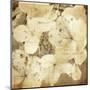 Hydrangeas 1-Dawne Polis-Mounted Giclee Print