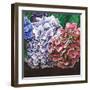 Hydrangeas, 2010-Helen White-Framed Giclee Print