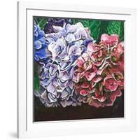 Hydrangeas, 2010-Helen White-Framed Giclee Print