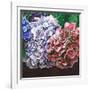 Hydrangeas, 2010-Helen White-Framed Giclee Print