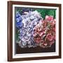 Hydrangeas, 2010-Helen White-Framed Giclee Print