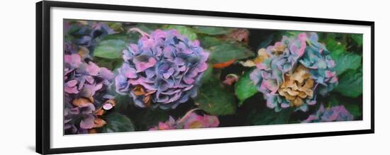 Hydrangeas, 2018-Helen White-Framed Premium Giclee Print