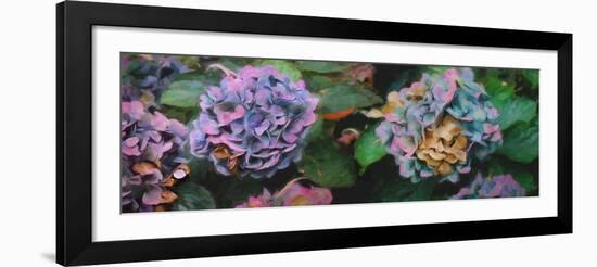 Hydrangeas, 2018-Helen White-Framed Giclee Print