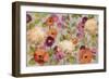 Hydrangeas and Anemones-Silvia Vassileva-Framed Art Print