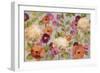 Hydrangeas and Anemones-Silvia Vassileva-Framed Art Print