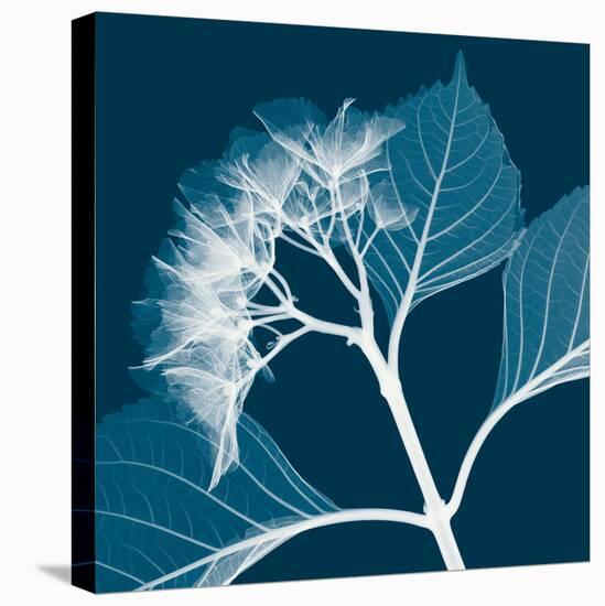 Hydrangeas B (Negative)-Steven N^ Meyers-Stretched Canvas