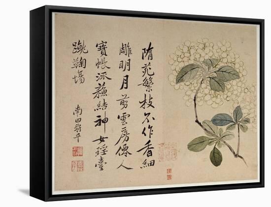 Hydrangeas, from an Album of Ten Leaves-Yun Shouping-Framed Stretched Canvas