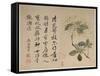 Hydrangeas, from an Album of Ten Leaves-Yun Shouping-Framed Stretched Canvas