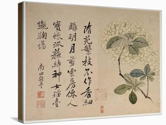 Hydrangeas, from an Album of Ten Leaves-Yun Shouping-Stretched Canvas