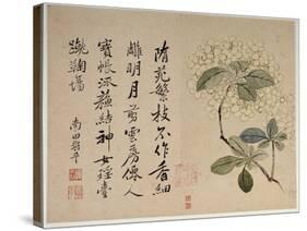 Hydrangeas, from an Album of Ten Leaves-Yun Shouping-Stretched Canvas