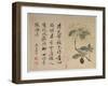 Hydrangeas, from an Album of Ten Leaves-Yun Shouping-Framed Giclee Print