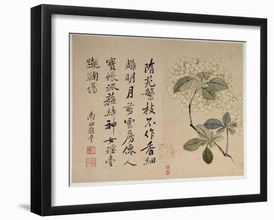 Hydrangeas, from an Album of Ten Leaves-Yun Shouping-Framed Giclee Print