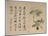 Hydrangeas, from an Album of Ten Leaves-Yun Shouping-Mounted Giclee Print