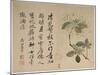 Hydrangeas, from an Album of Ten Leaves-Yun Shouping-Mounted Giclee Print