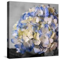 Hydrangeas I-Susan Bryant-Stretched Canvas