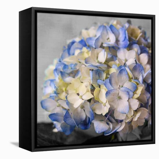 Hydrangeas I-Susan Bryant-Framed Stretched Canvas