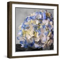 Hydrangeas I-Susan Bryant-Framed Photographic Print