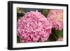 Hydrangeas II-Karyn Millet-Framed Photographic Print