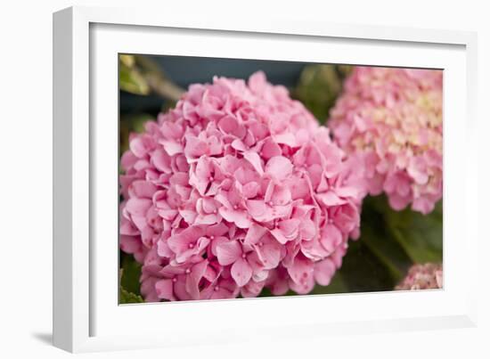 Hydrangeas II-Karyn Millet-Framed Photographic Print