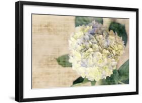 Hydrangeas II-Susan Bryant-Framed Photo