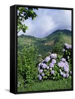 Hydrangeas in Bloom, Island of Sao Miguel, Azores, Portugal-David Lomax-Framed Stretched Canvas