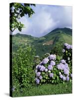 Hydrangeas in Bloom, Island of Sao Miguel, Azores, Portugal-David Lomax-Stretched Canvas