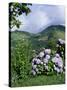 Hydrangeas in Bloom, Island of Sao Miguel, Azores, Portugal-David Lomax-Stretched Canvas