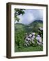 Hydrangeas in Bloom, Island of Sao Miguel, Azores, Portugal-David Lomax-Framed Photographic Print